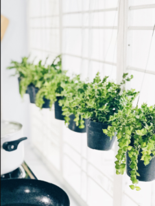 Kitchen decor with plants