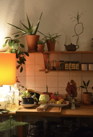 Kitchen decor with plants