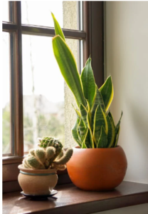 Snake Plant (Houseplant Haven)