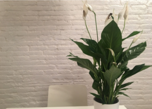 Peace Lily (Houseplant Haven)