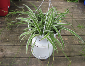 Spider Plant (Houseplant Haven)