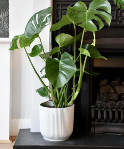 Monstera Plant (Houseplant Haven)