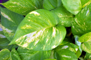 Pothos (Houseplant Haven)