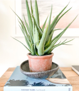 Aloe Vera (Houseplant Haven)