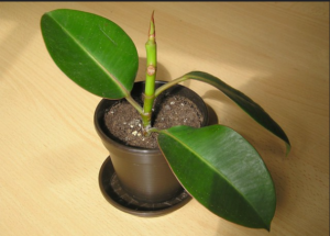 Rubber Plant (Houseplant Haven)