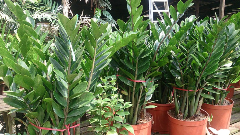 Indoor Plant