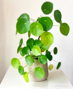 Chinese Money plant 