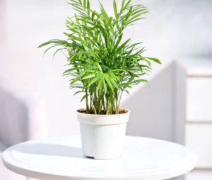 Bamboo Palm Plant