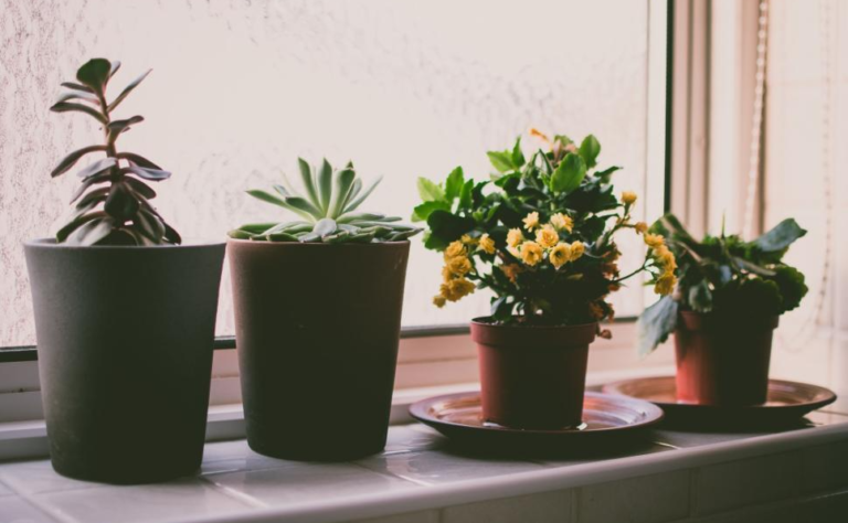 Indoor Plant