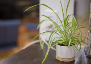 Why Indoor Plants Die: Common Mistakes and How to Avoid Them