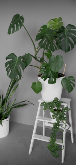 Why Indoor Plants Die: Common Mistakes and How to Avoid Them