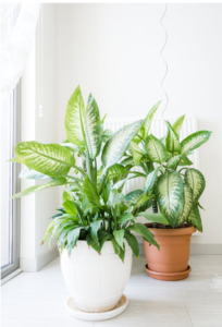 Finding the Best Indoor Plants Near You: A Complete Guide