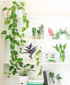 Finding the Best Indoor Plants Near You: A Complete Guide