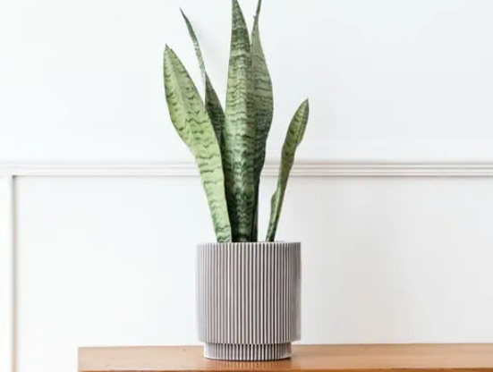 Finding the Best Indoor Plants Near You: A Complete Guide