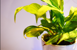 Why Are Your Indoor Plants Turning Yellow