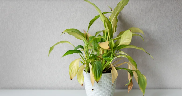 Why your indoor plants turn yellow