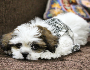 Best rugs for dogs owner