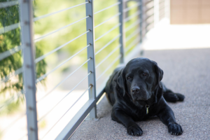 Best rugs for dogs owner
