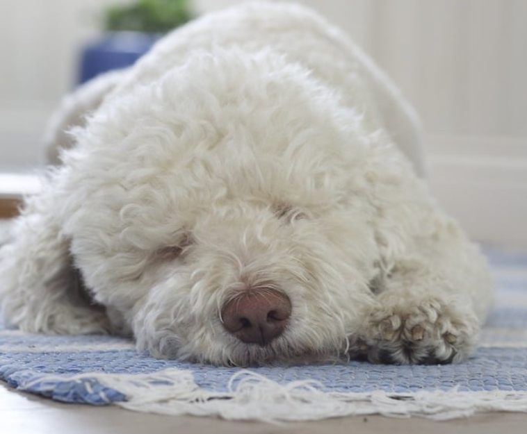 Best rugs for dogs owner