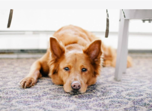 Best rugs for dogs owner